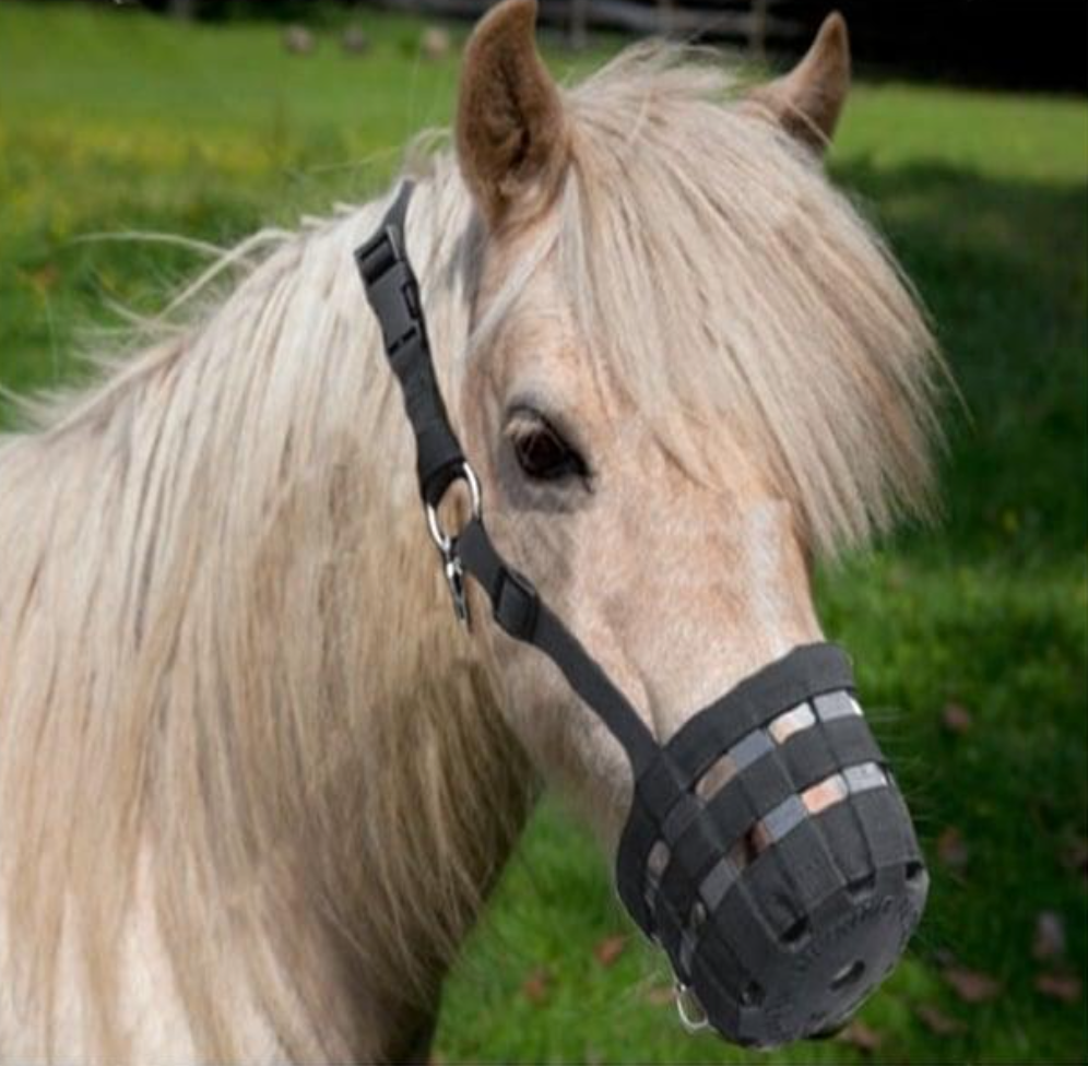 Best Friend Deluxe Grazing Muzzle