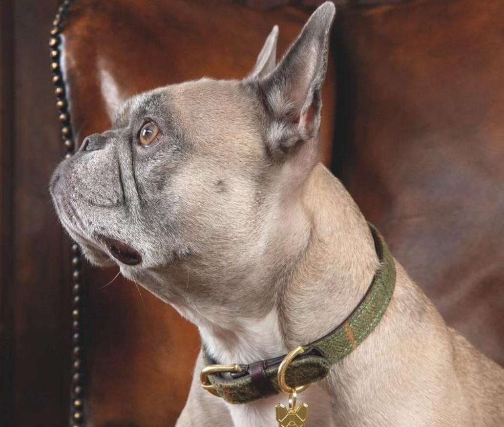 Digby & Fox Tweet Collar