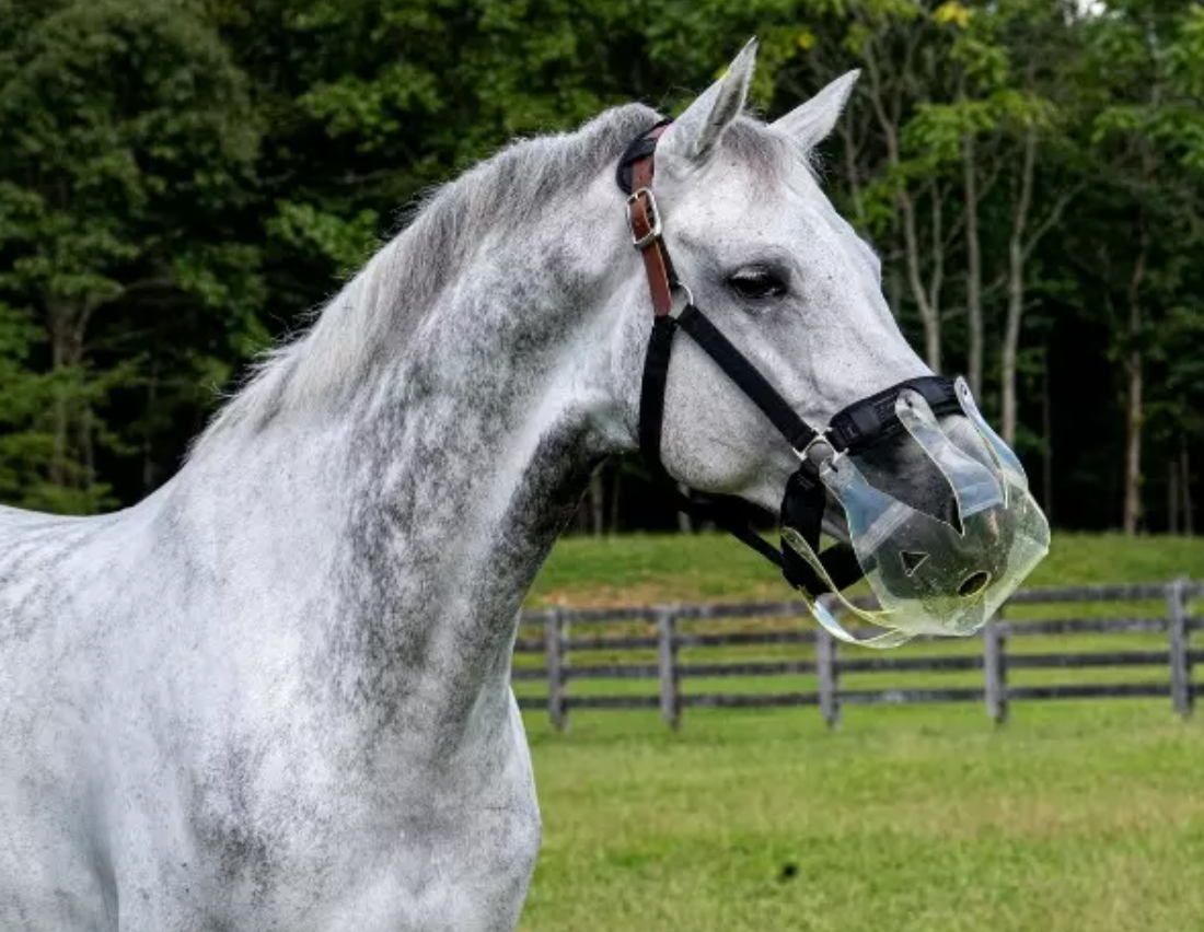 Flexible Filly Slow Feed Grazing Muzzle