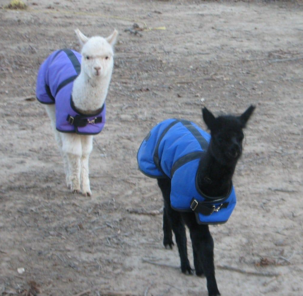 Foggy Mountain Nylon Turnout Coat