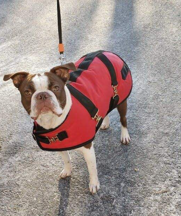 Foggy Mountain Nylon Turnout Coat