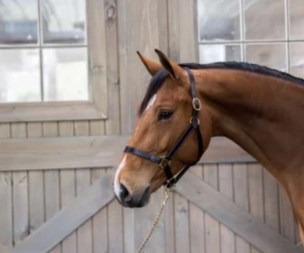 Gatsby Leather Halter w/out Snap