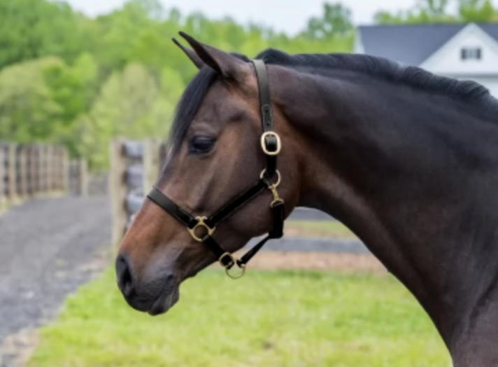 Gatsby Leather Halter w/ Snap
