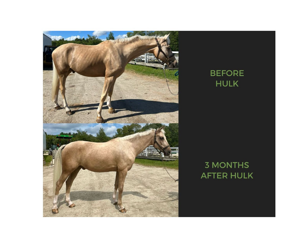 Equine Elixers Hulk