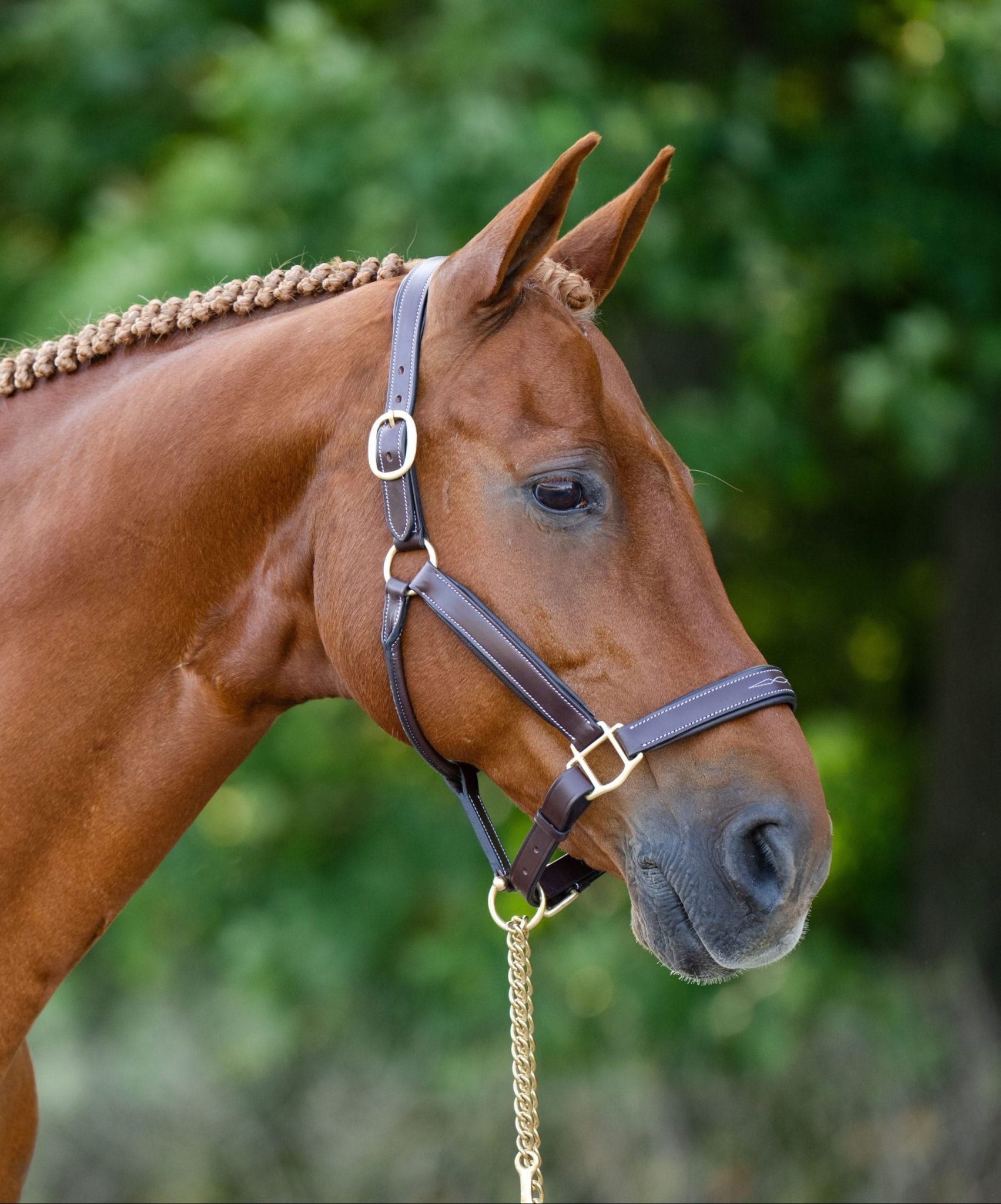 Black Oak Willow Halter