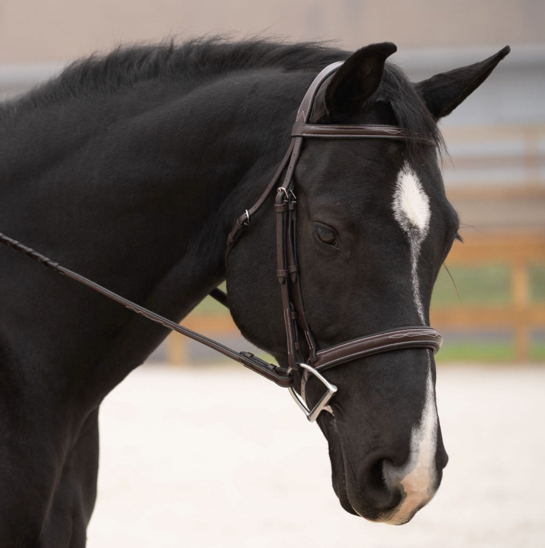 Black Oak Cyprus Bridle