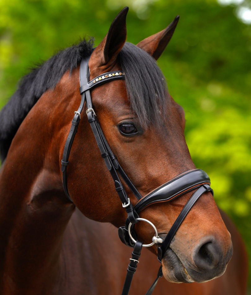 KL Select Elite Bridle