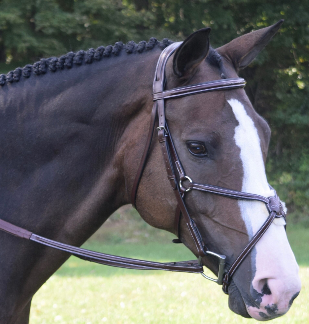 Red Barn Equinox Figure 8 Bridle