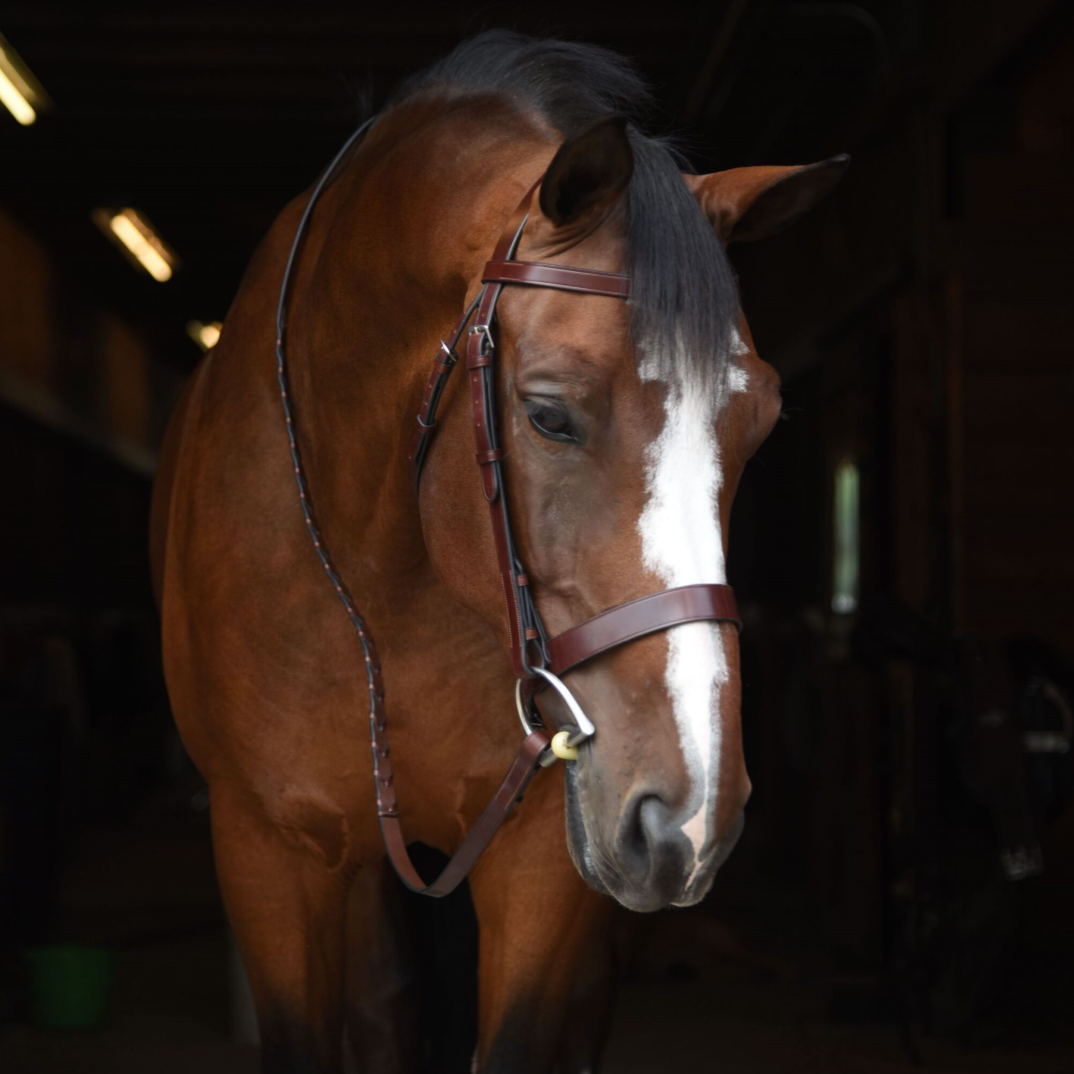 KL Select Foxwell Bridle