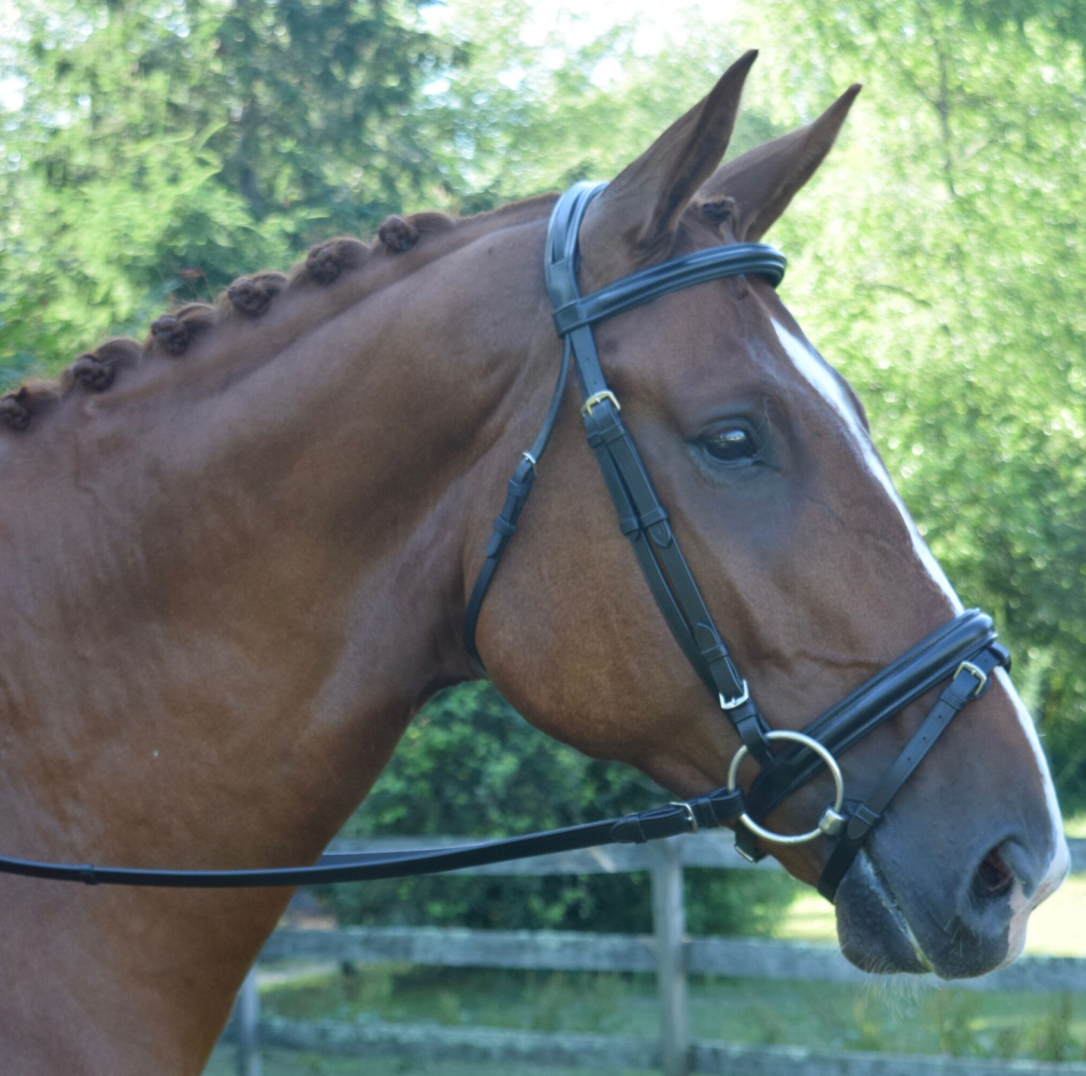 Black Oak Juniper Dressage Bridle