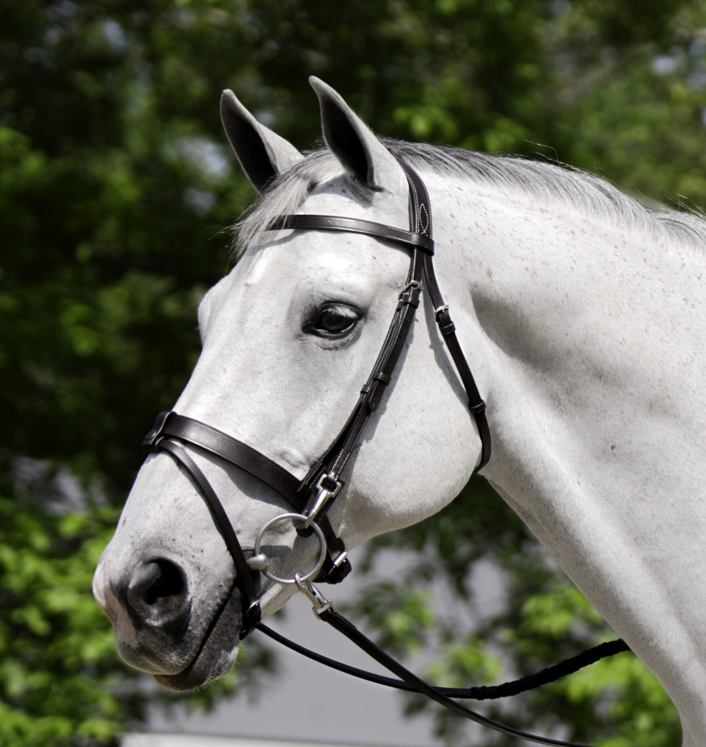 Black Oak Maple Bridle