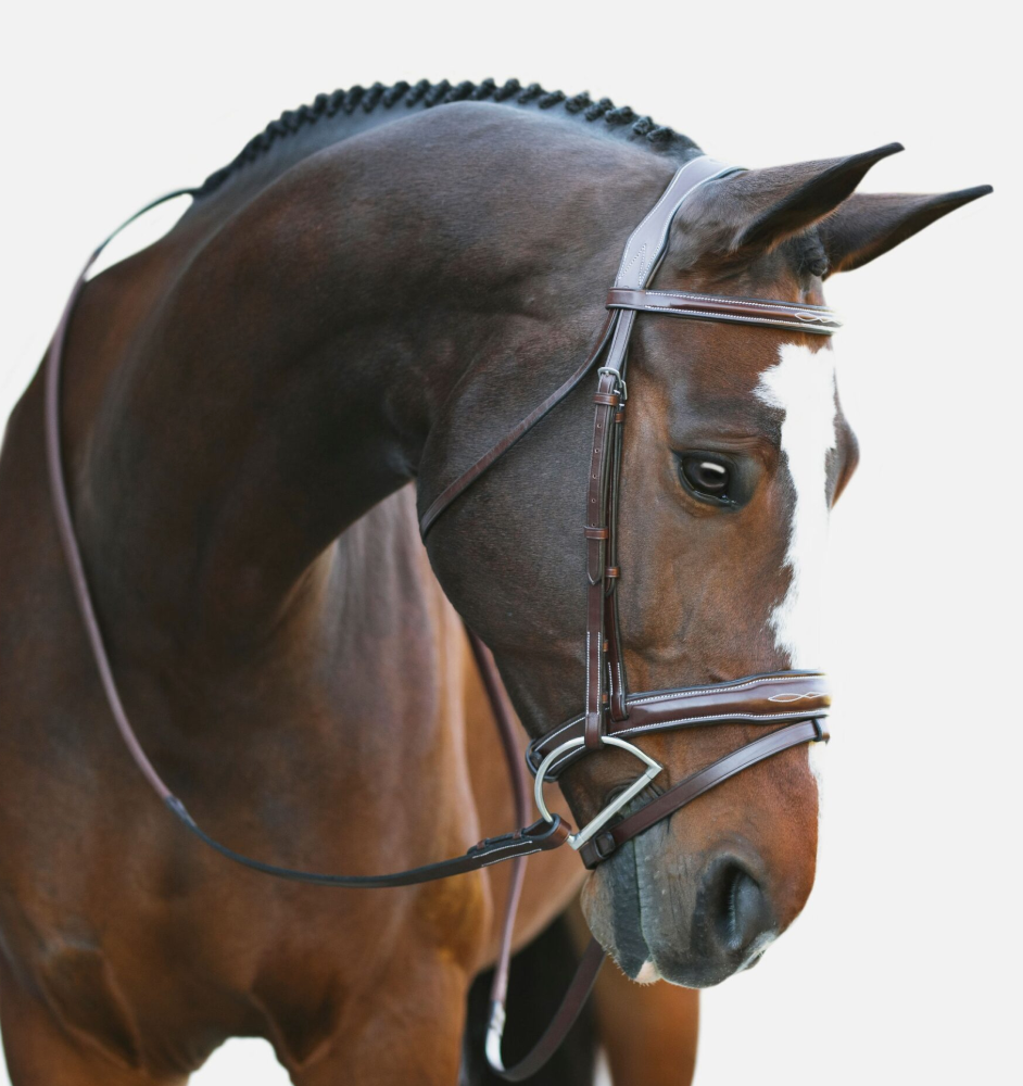 KL Select Millbrook Bridle