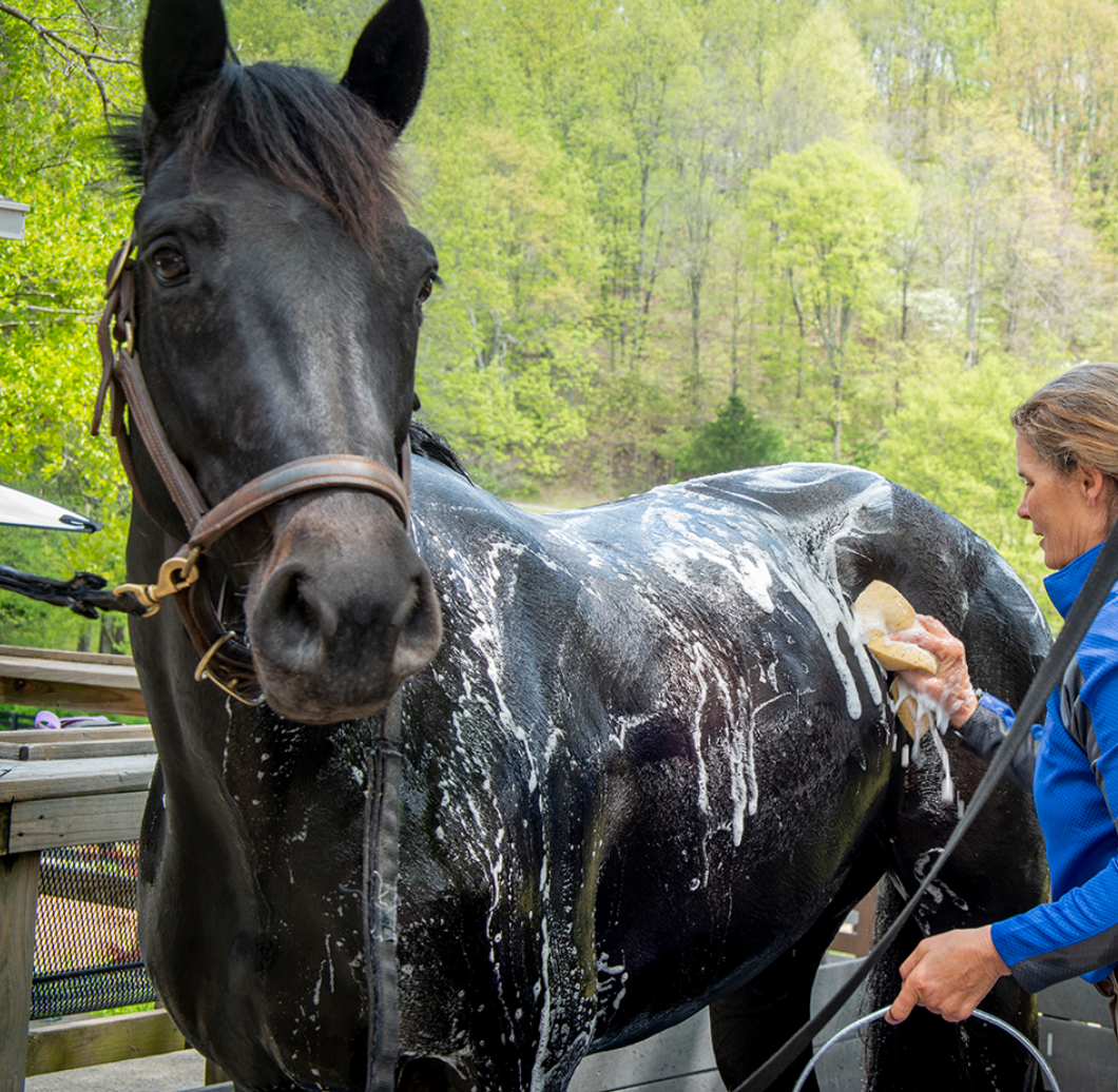 Exhibitors Quic Black Shampoo