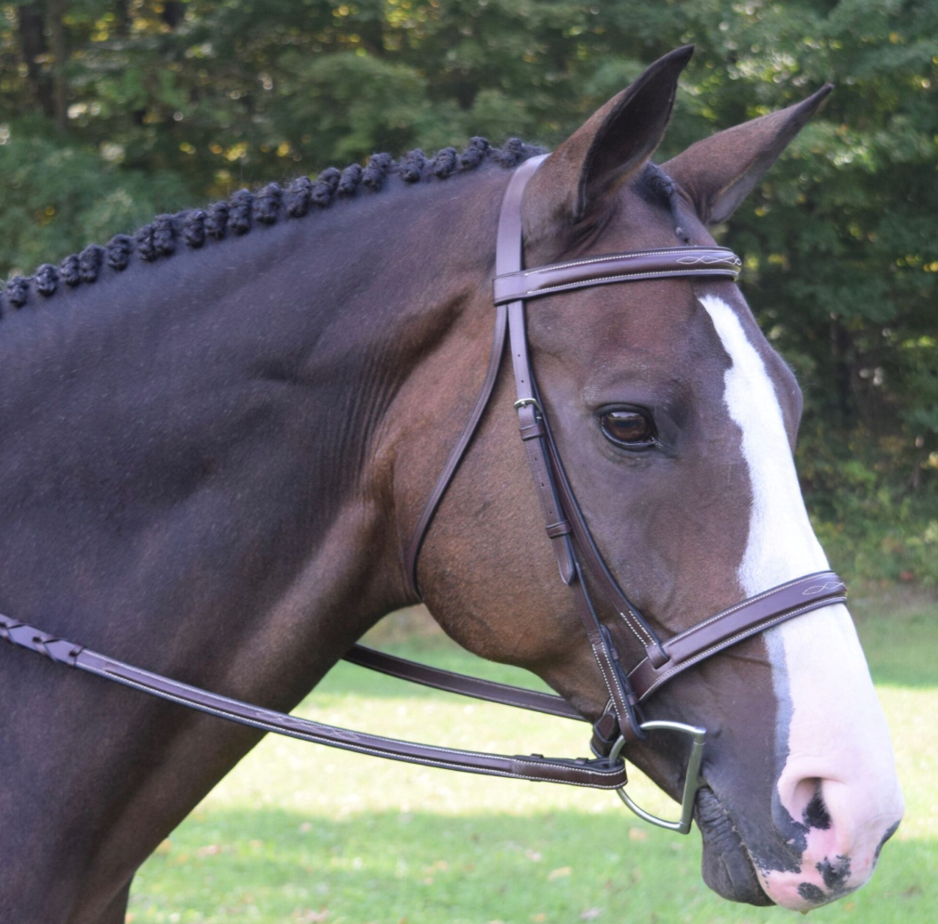 Black Oak Spruce Bridle